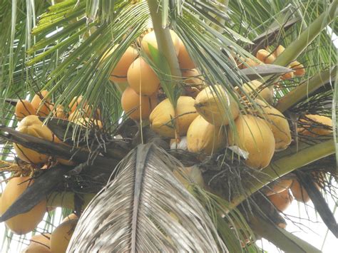  The Young Coconut Palm - A Tale of Perseverance and Sweet Rewards from 6th Century Malaysia!